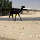 حقتين كفووو وحده ابيها ولد مبروكان الخيارين