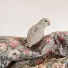روز