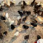 صوص وفروخ بلديه.