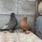 للبيع مجموعة حمام زينه