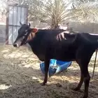 بقرة لقاح