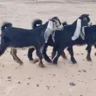 جفار عوارض صنف معرفات تعاريف قوية