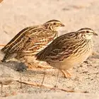سمان فري