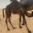 قعود