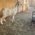 رخل صنف دافع