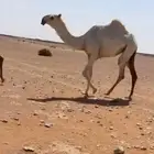 بكار
