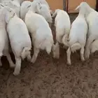 بهم مراح فاخر