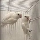 جوز روز البينو صافي تحته 3 فروخ فرصه للمربي والهاوي