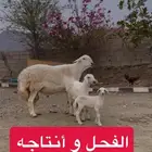 فحل حري للبيع