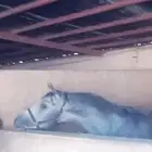 خيل عربي والبيع شعبي