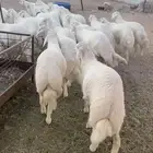 طليان جبر