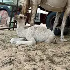 قعود حوار عمره حول شهر
