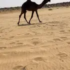قعود حوار مجهم كفو