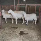 شياه حيل سمان وصغار سن ( تم البيع )