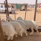 بهم حريات نظاف حلال بر