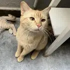 قطط للتبني