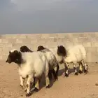 شياه 5 مضاريع غنم نعيم صنف