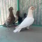 مجموعة زواجل و حبتين كشكي