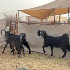 جفار صنف نادر (تمم البيع)