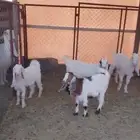 تم البيع 6 جفار العمر 3 شهور فل شحم