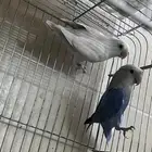 زوج روز منتج