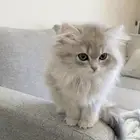 قطه للبيع