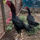 دجاج شامو