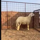 طلي حري مقفل طرف وظهر