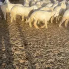 لادينا للبيع ذبايح الموقع القصيم