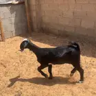 جفره