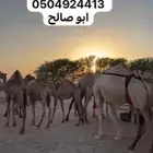 للبيع ابل هجن كقو سلالات طيبه على الجذاب الهرش والصايل و