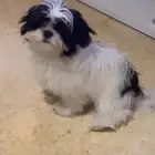 كلب شيتزو للبيع