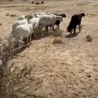 خميس مشيط القاعه