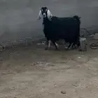 عنز عارضيه طيبه