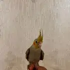 كروان اليف تم البيع