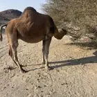 ناقه حمراء لقحه باقى لها شهر وتلد مشروطه من جميع الذوارب