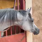 مهره واهو فاخره