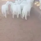 تم البيع العدد 10 كلش خروف حري فاخر عماره 4 شهور وفوق