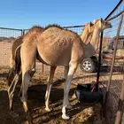 بكره هجن للبيع
