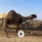 للبيع فحل اصفر