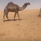 باتلي للبيع