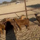 خميس مشيط القاعه