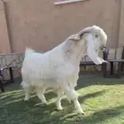 ماعز