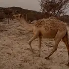 بكرة مفرودة شقحا كفو