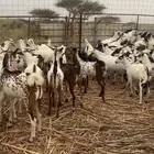 تيوس ذبائح جاهزه للمناسبات