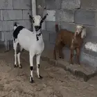 للبيع عنز جنوبيه والد