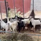 ذبايح