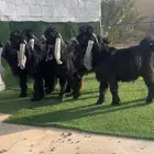 فحول عوارض صنف نادر خصممم