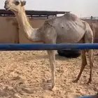حواره تروح مفروده