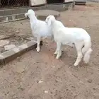 شعف شهران تمنيه